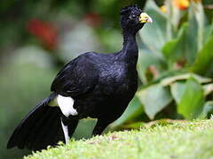 Great Curassow