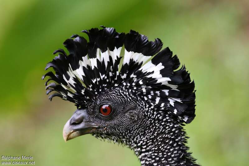 Great Curassow female adult, close-up portrait