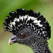 Great Curassow