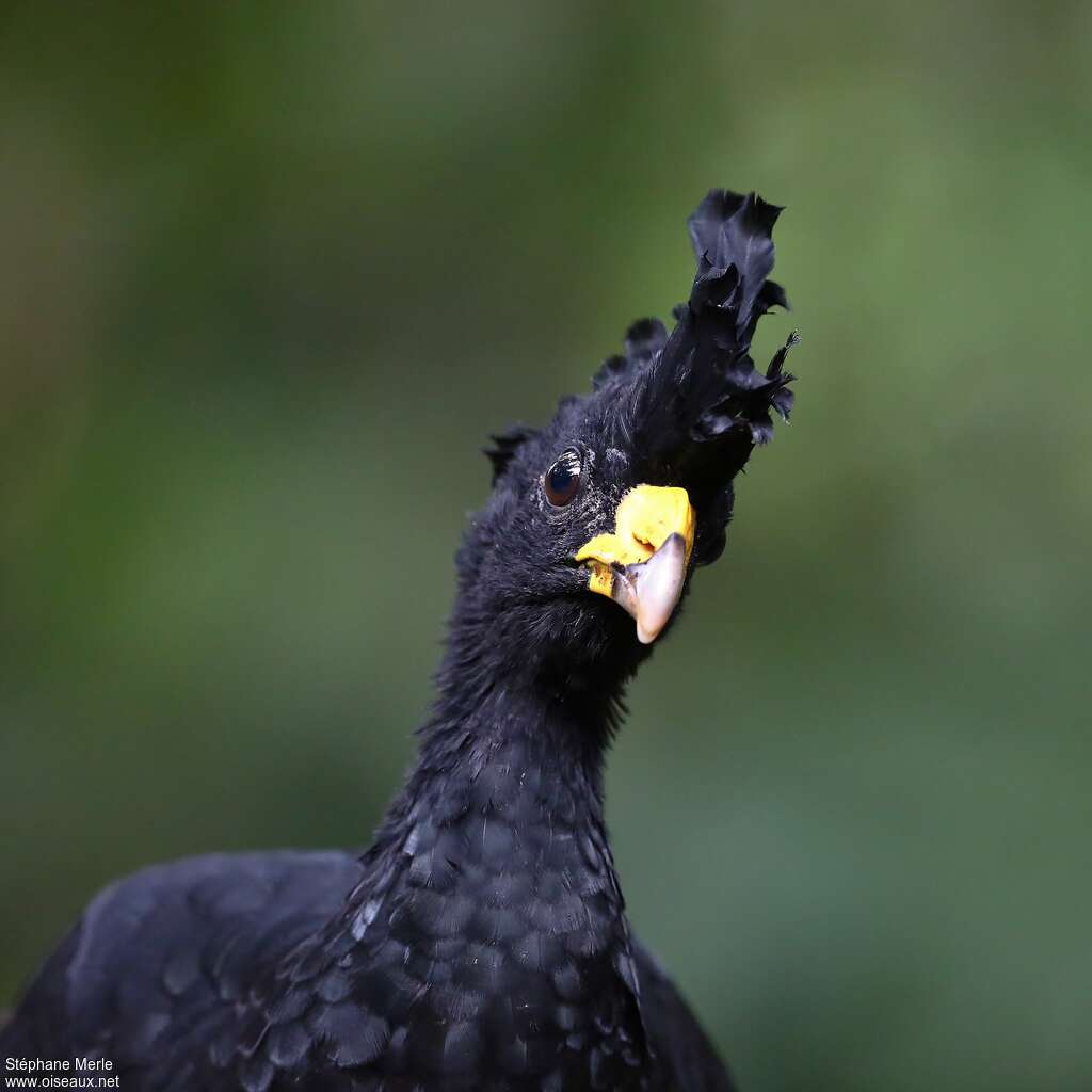 Great Curassow male adult, close-up portrait