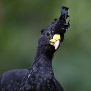 Great Curassow