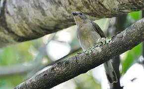 Greater Honeyguide