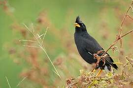 Great Myna