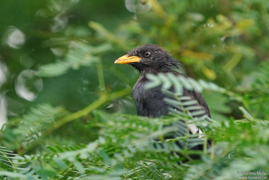 Great Myna