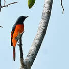 Grand Minivet