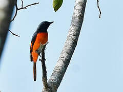 Orange Minivet