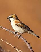 Great Sparrow