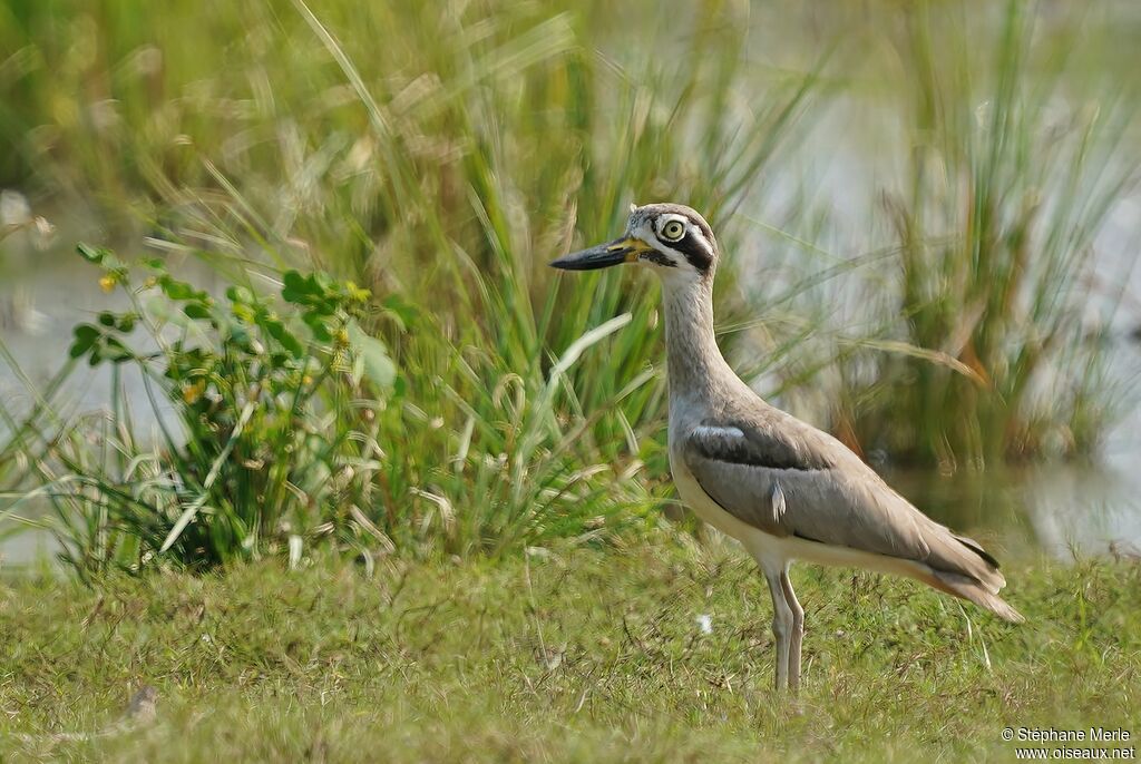 Great Stone-curlewadult