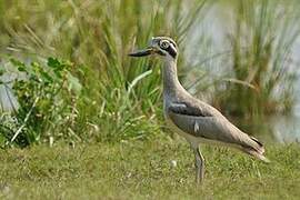 Great Stone-curlew