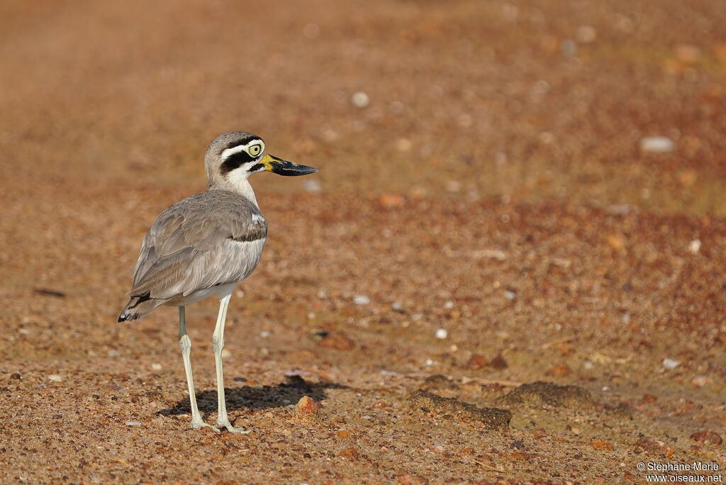 Great Stone-curlewadult