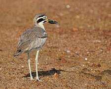 Great Stone-curlew