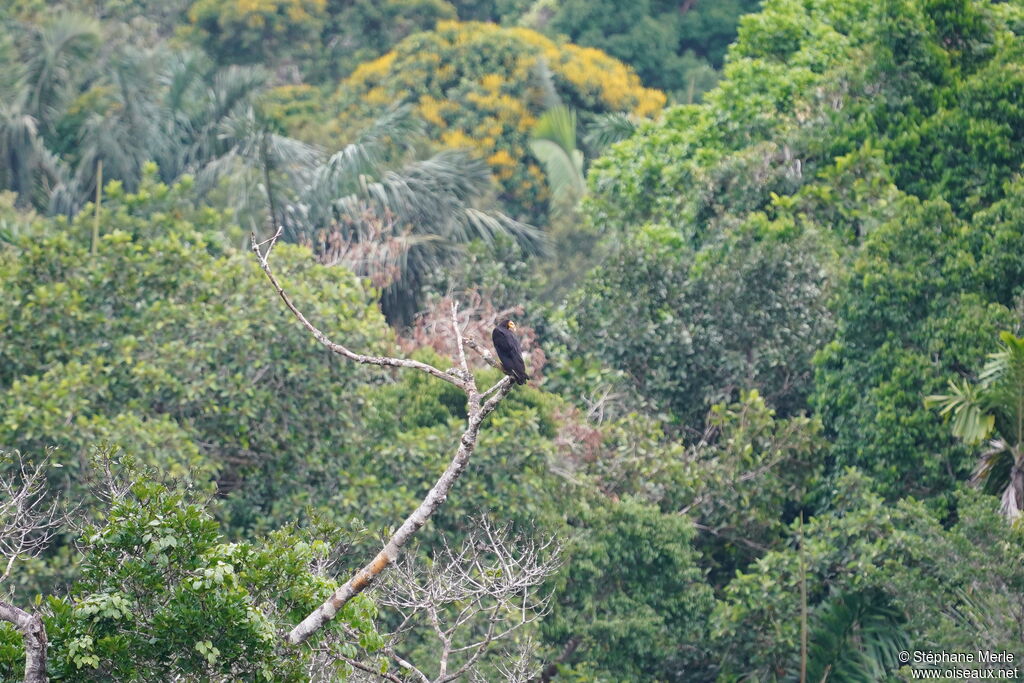 Greater Yellow-headed Vultureadult