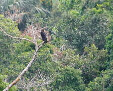 Greater Yellow-headed Vulture