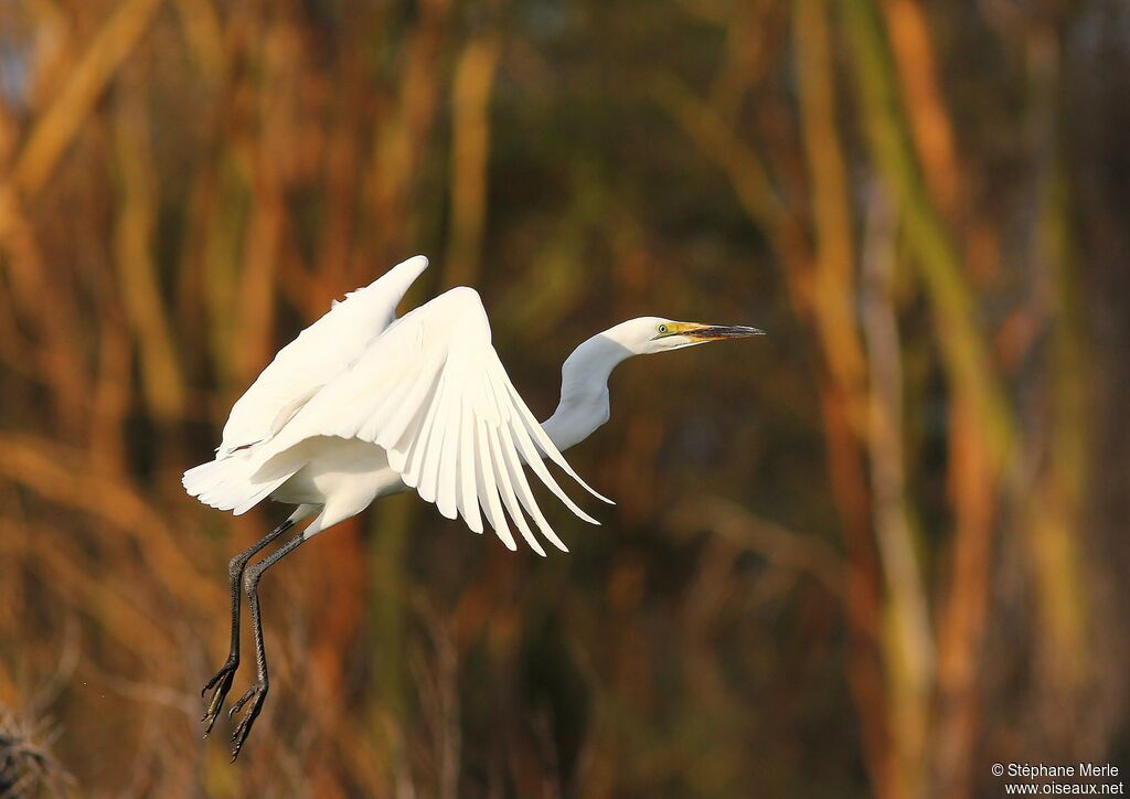 Great Egretadult, Flight