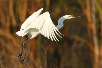 Grande Aigrette