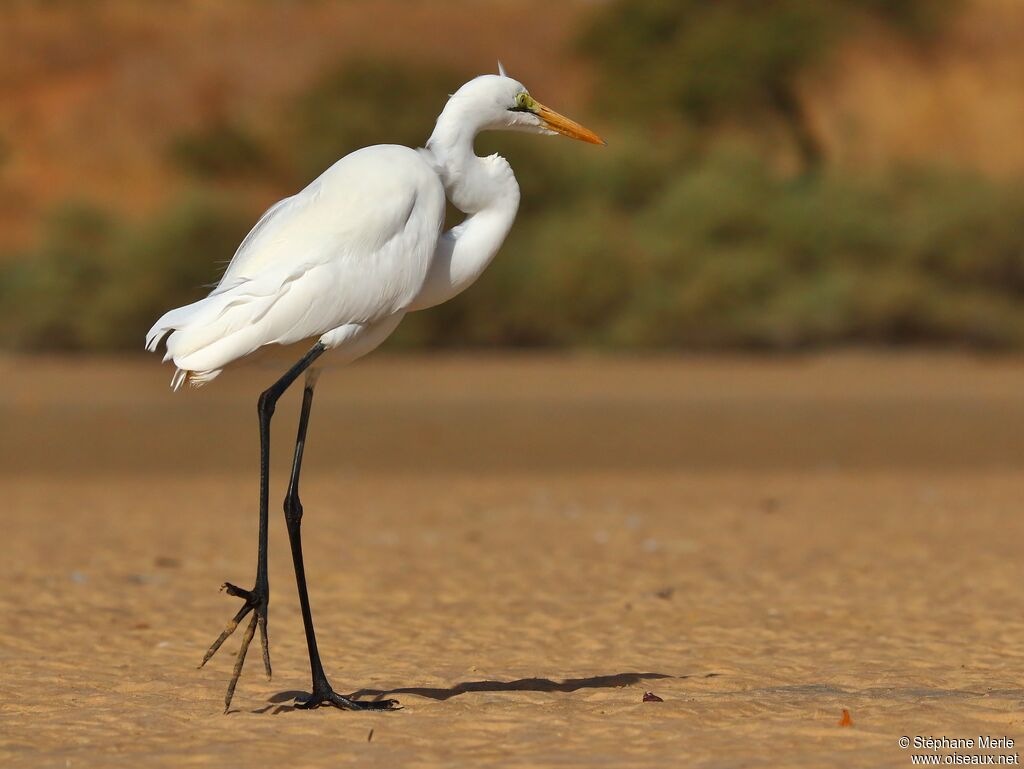 Great Egretadult