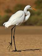 Great Egret