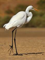 Grande Aigrette