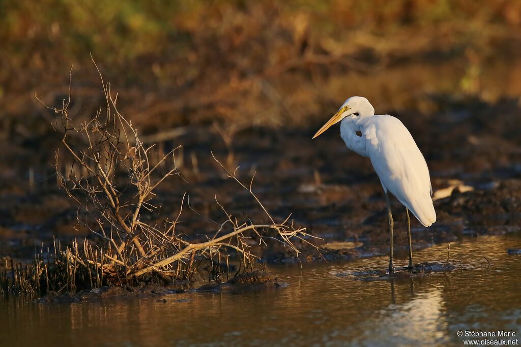 Great Egretadult