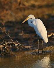 Grande Aigrette