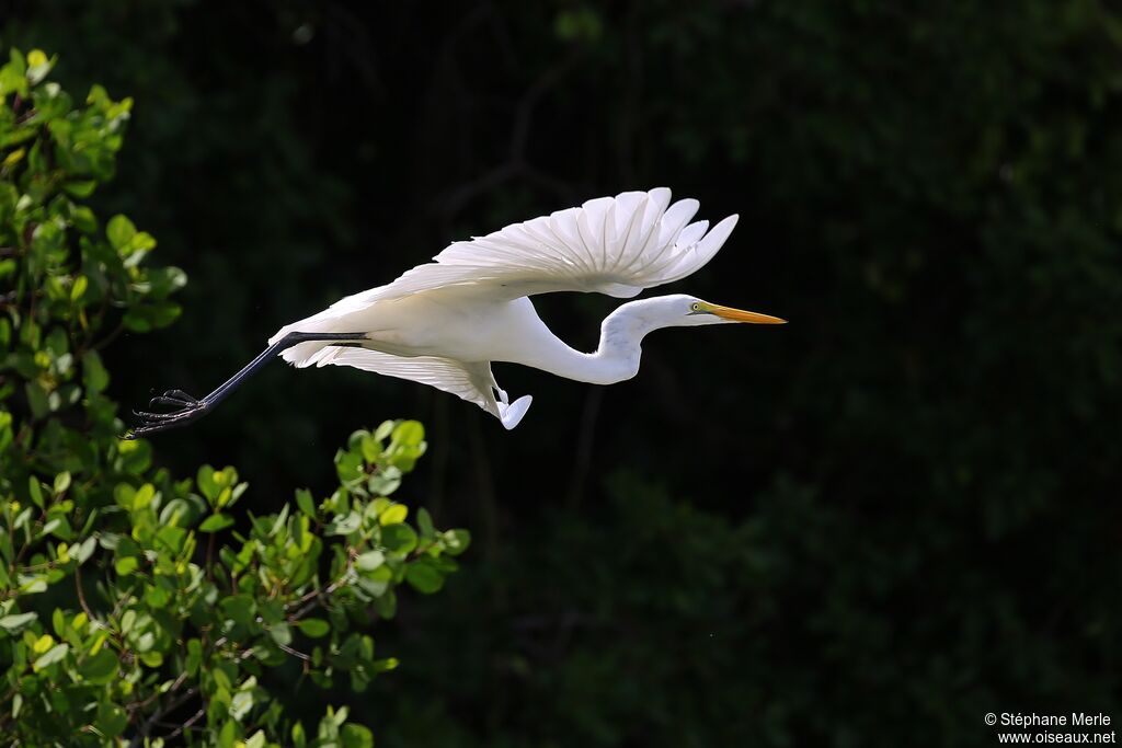 Grande Aigrette