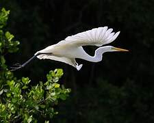 Grande Aigrette