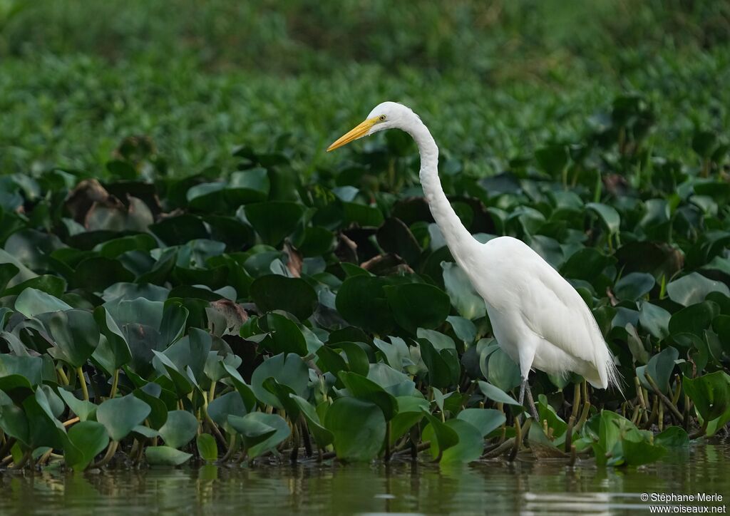 Great Egretadult
