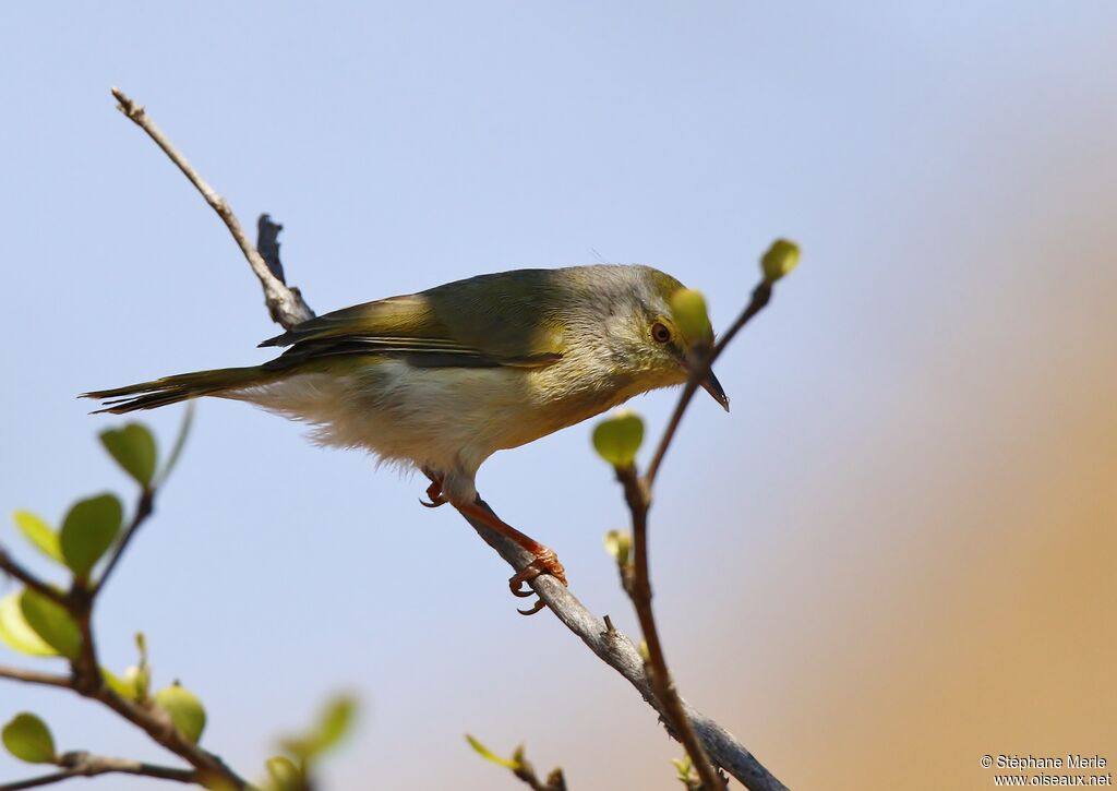 Stripe-throated Jeryadult