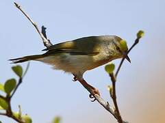 Stripe-throated Jery