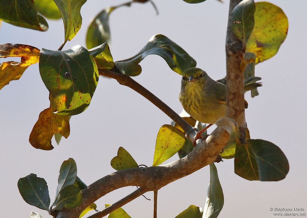 Stripe-throated Jery