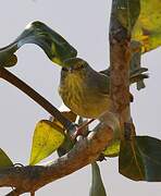 Stripe-throated Jery