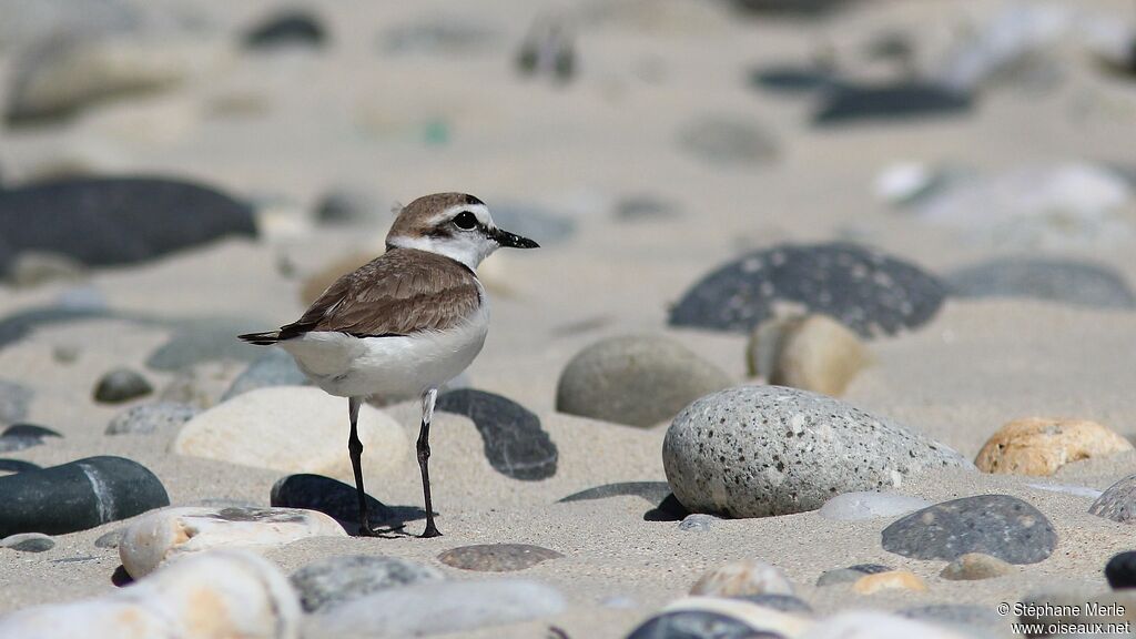 Kentish Plover