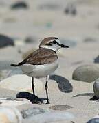 Kentish Plover