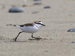 Kentish Plover