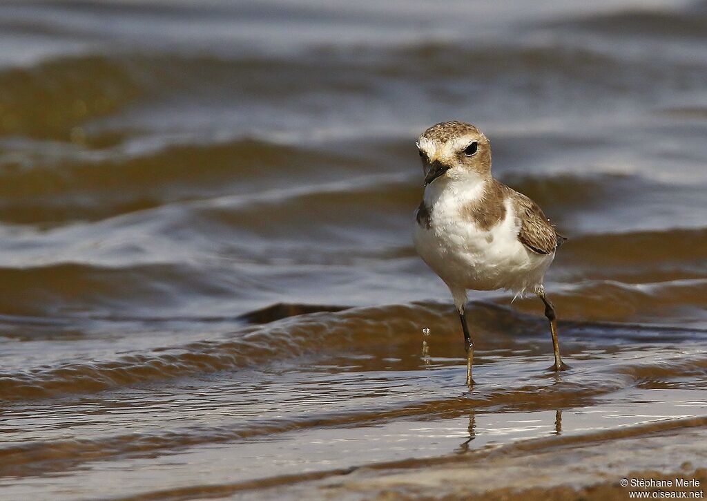 Kentish Plover