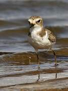 Kentish Plover