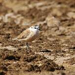 Gravelot à front blanc