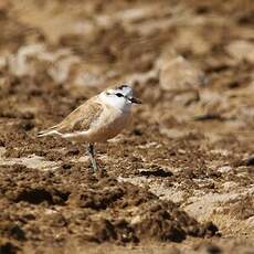 Gravelot à front blanc