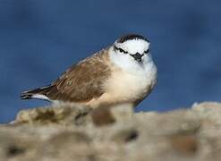 White-fronted Plover