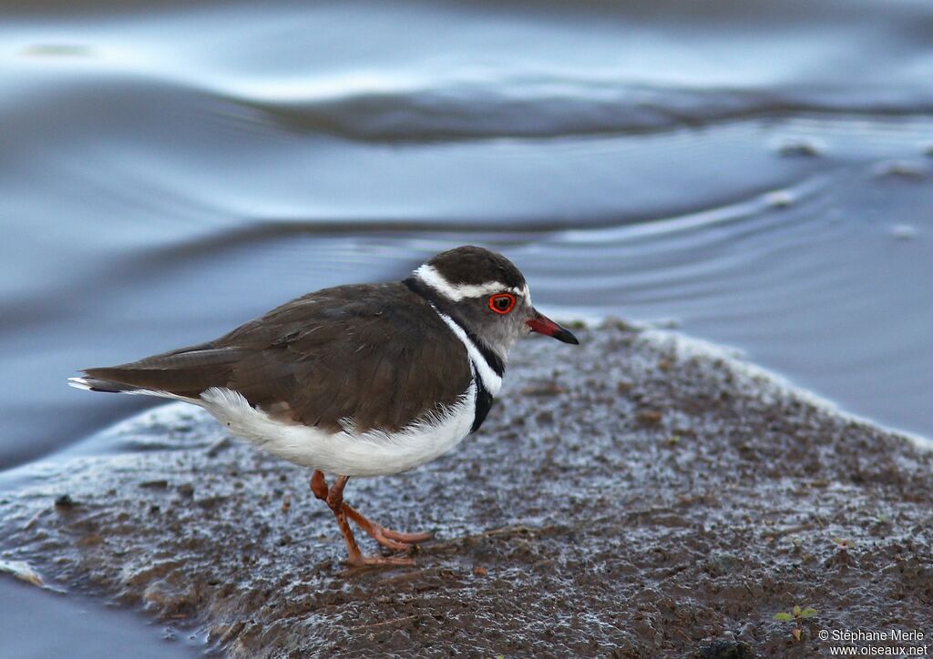 Three-banded Ploveradult