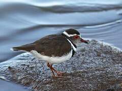 Three-banded Plover