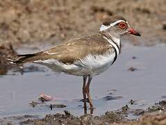 Three-banded Plover