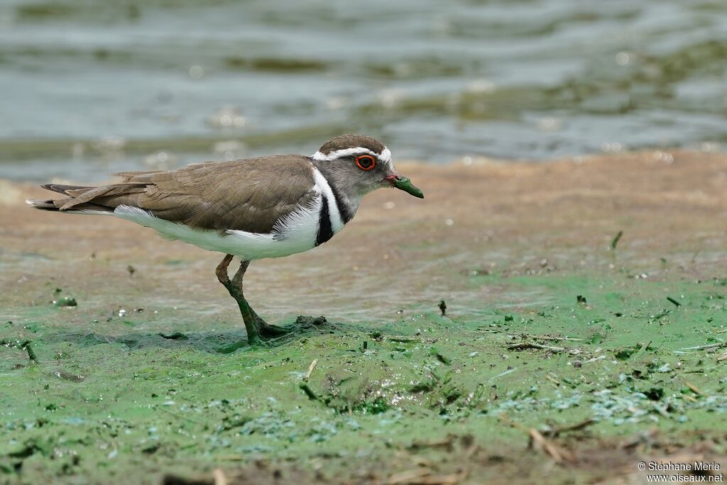 Three-banded Plover