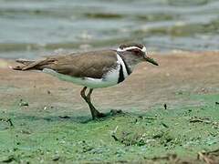 Three-banded Plover