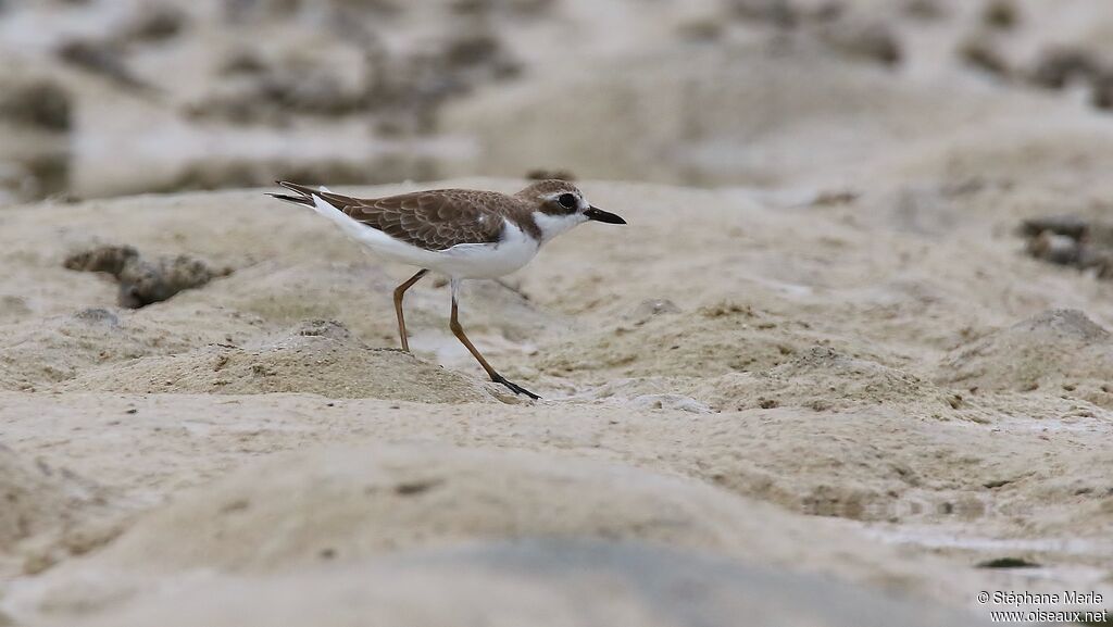 Greater Sand Ploveradult post breeding