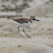 Greater Sand Plover