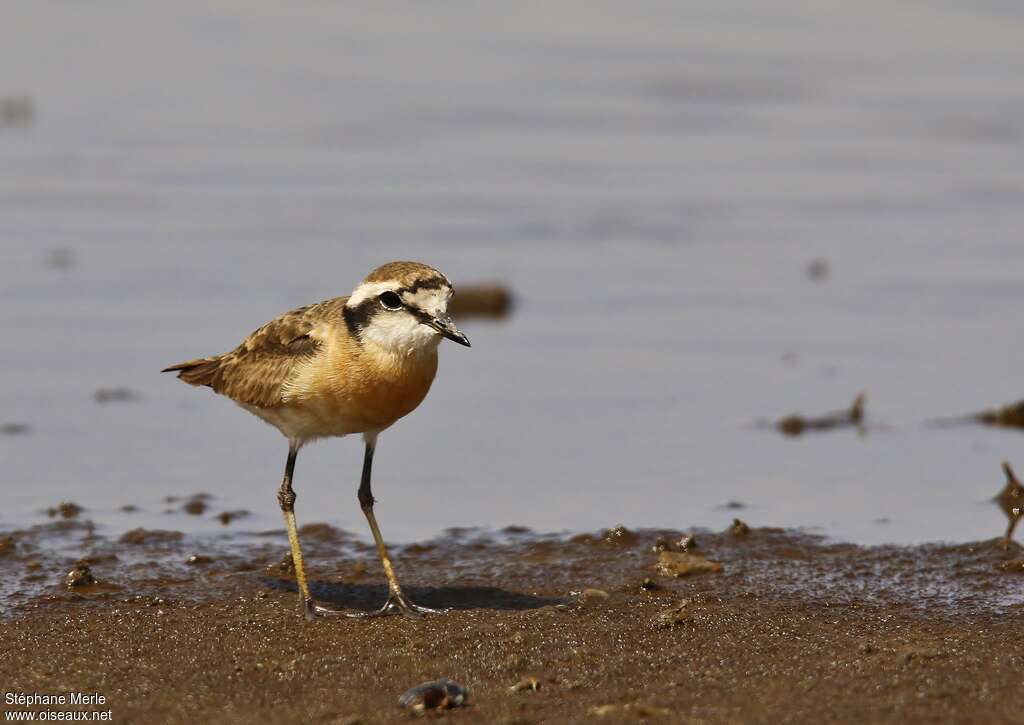 Kittlitz's Plover male adult breeding, pigmentation