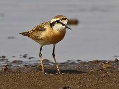 Kittlitz's Plover