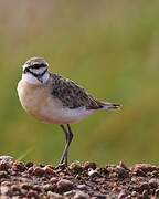 Kittlitz's Plover