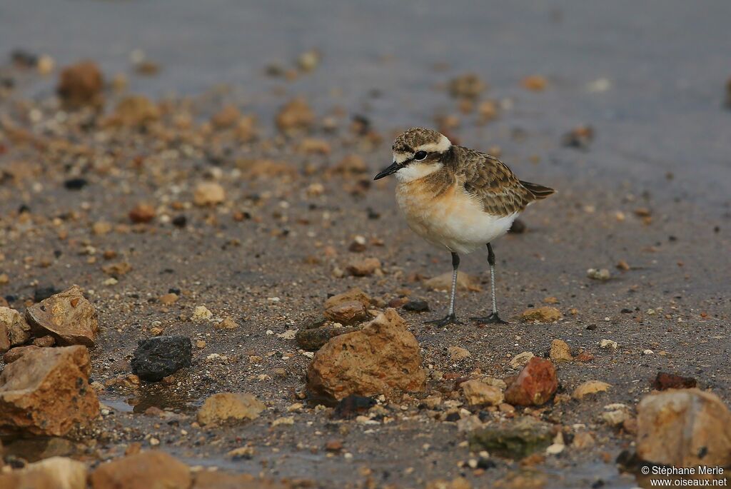 Kittlitz's Plover